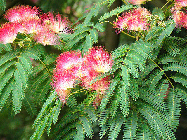 Pink Flower Mimosa Sensitive (Mimosa Pudica) bonsai seeds canada