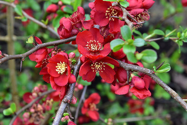 Japanese Quince (Chaenomeles Japonica) Bonsai Seeds