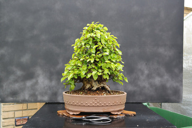 Korean Hornbeam Bonsai Tree Seeds