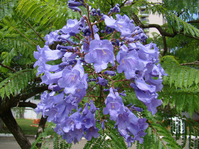 Purple Flower Jacaranda (Jacaranda Mimosifolia) bonsai seeds canada