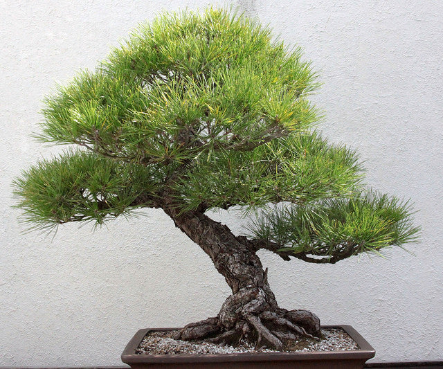 Black Pine (Pinus Thunbergii) bonsai seeds canada