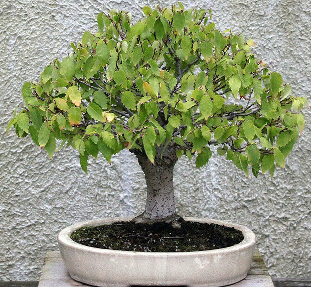 Japanese Zelk (Zelkova Serrata) Bonsai Seeds