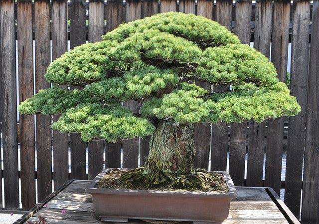 White Pine (Pinus Parviflora) bonsai seeds canada
