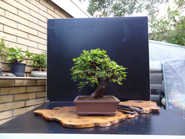 Chinese Elm (Ulmus Parvifolia) Bonsai Seeds