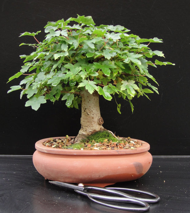 Hedge Maple (Acer Campestre) Bonsai Seeds