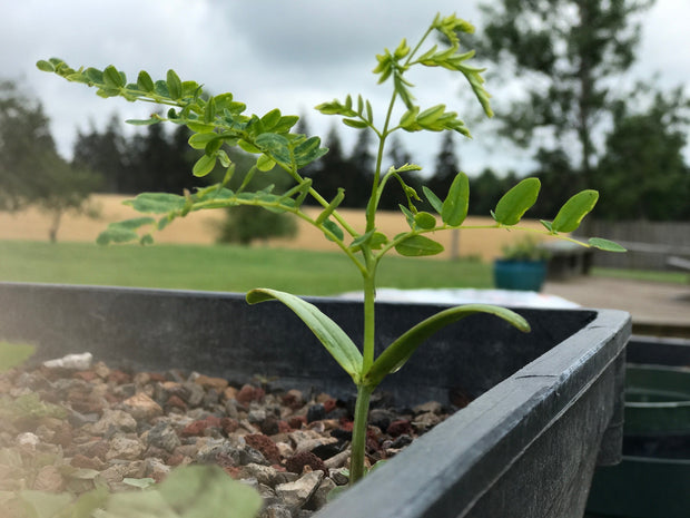 DELUXE Bonsai Tree Seed Starter Kit