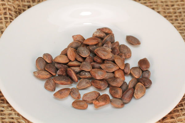 Bonsai Seeds () Bonsai Seeds