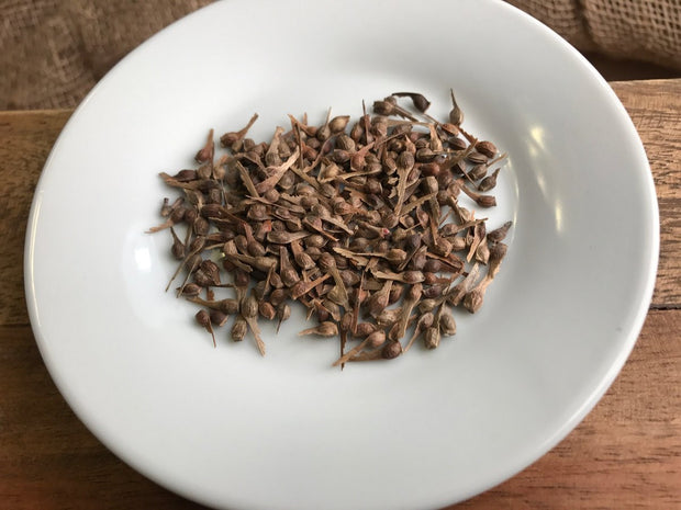 japanese bonsai tree seed variety pack
