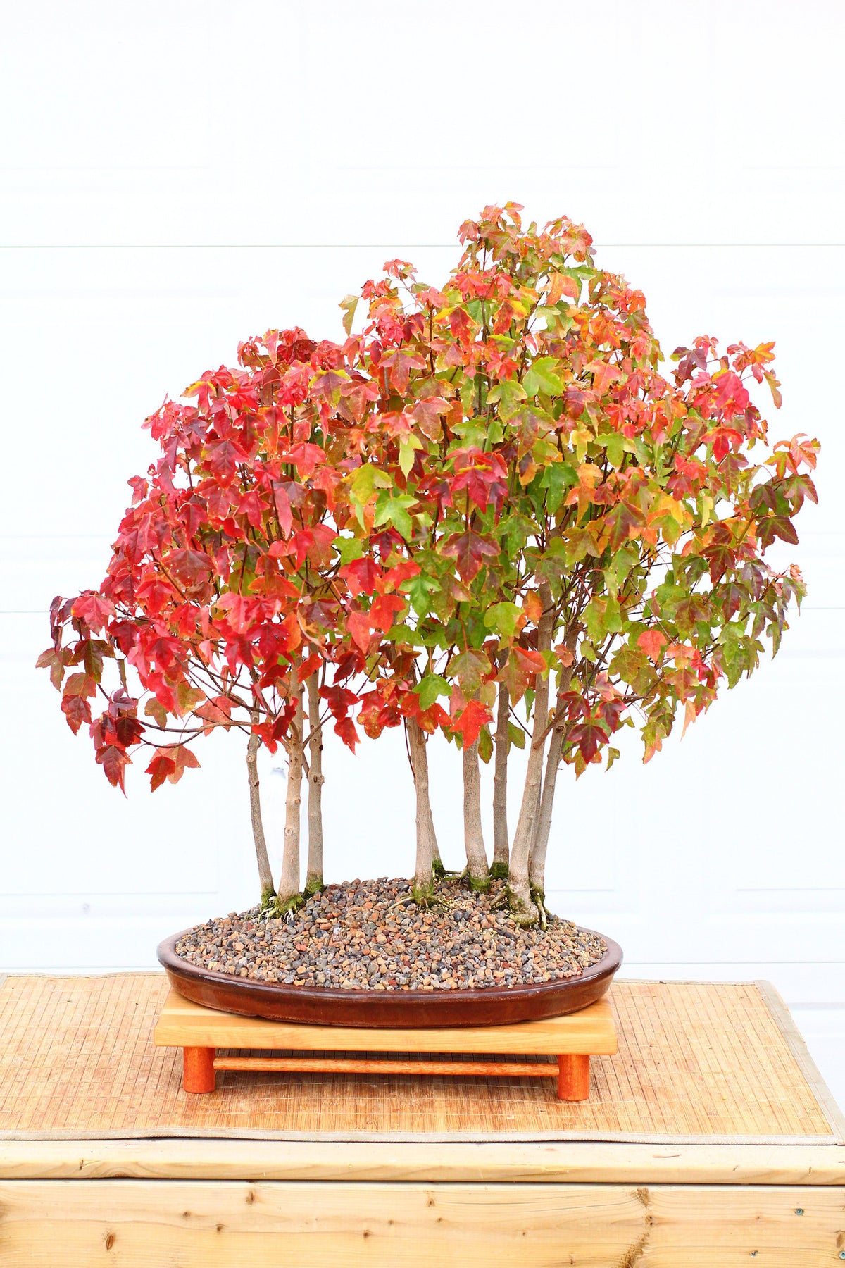 Trident Maple (Acer Buergerianum) bonsai seeds canada