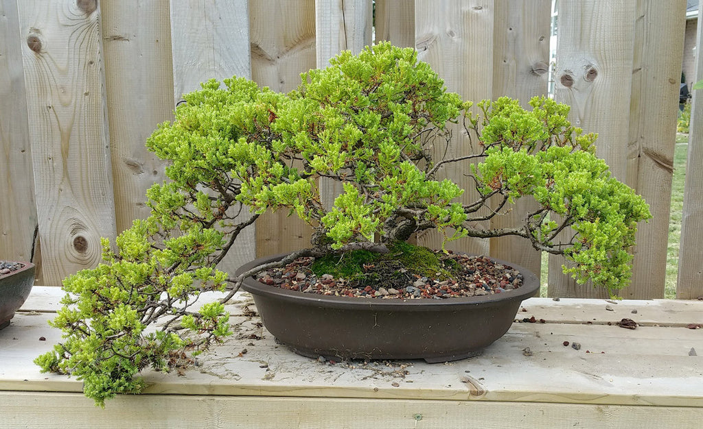 Bonsai Tree Care for Beginners – A How To Guide