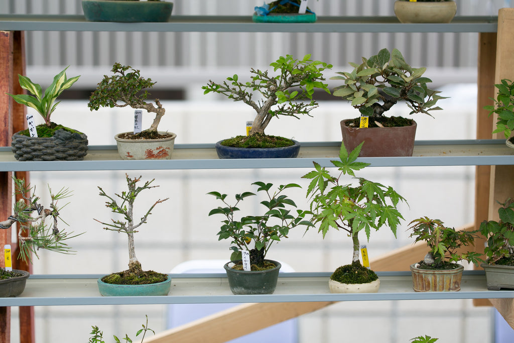 The Best Indoor Bonsai Tree Varieties and Caring for Indoor Bonsai Trees