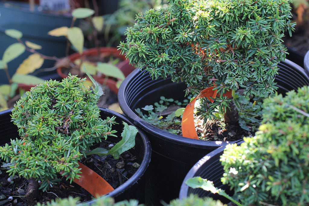 5 Tips for Pruning Bonsai Trees