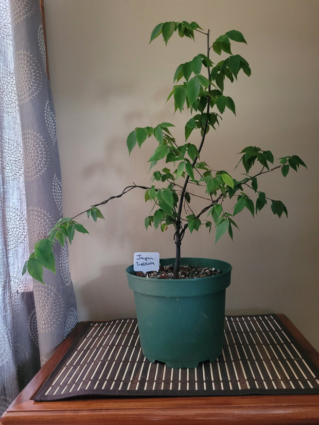 Japanese Zelkova Tree