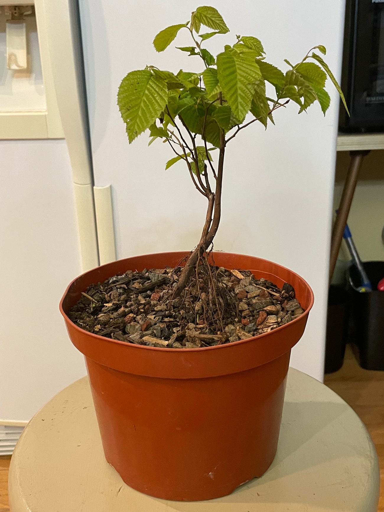 Korean Hornbeam Trees