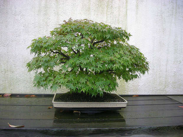 Japan Green Maple Bonsai Tree Seeds