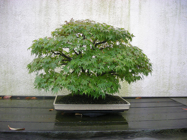 japanese green maple bonsai tree Japan Green Maple (Acer Palmatum) Bonsai Seeds – The Bonsai Tool & Supply Company of Canada