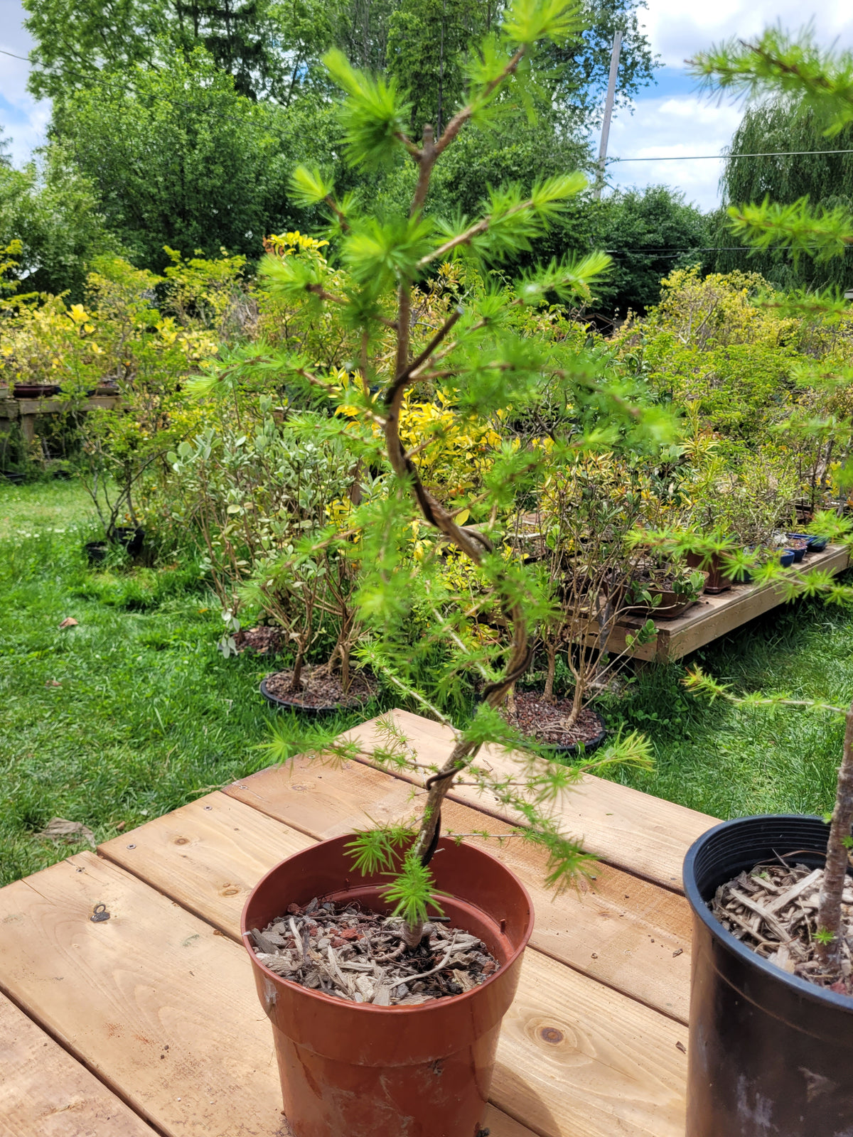 larch tree bonsai Larch Trees