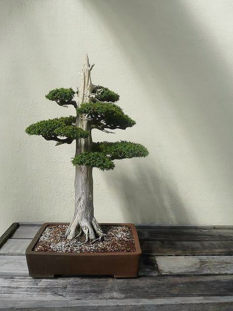 cedar bonsai tree seeds