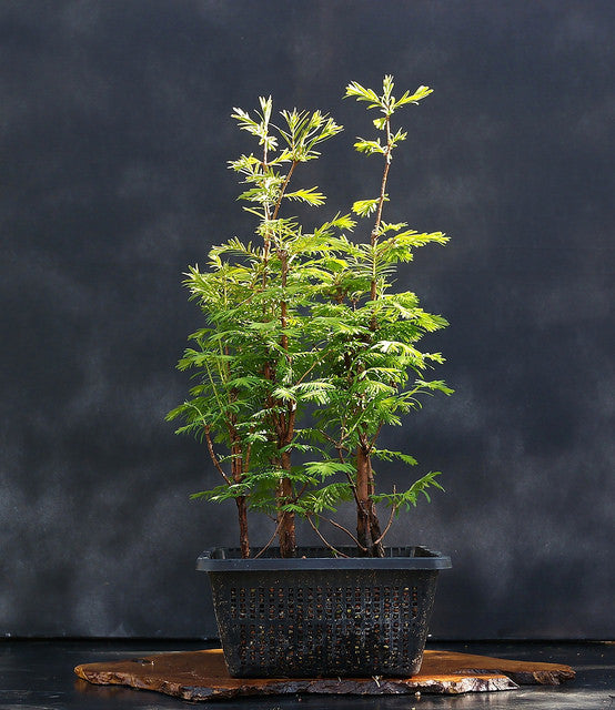 bonsai tree seeds canada Seven Variety Pack of Bonsai Tree Seeds – The Bonsai Tool & Supply Company of Canada