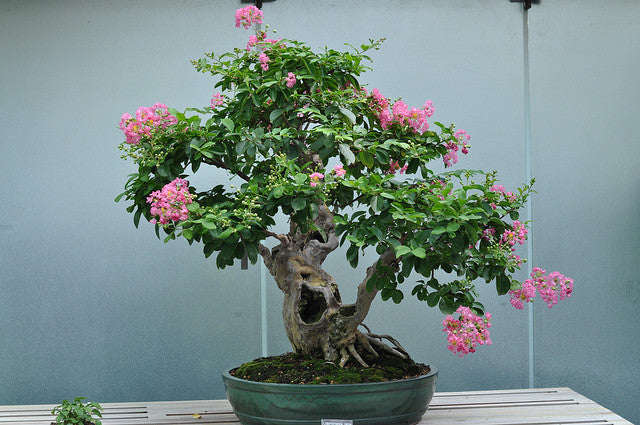 Flowering Crepe Myrtle Bonsai Tree Seeds