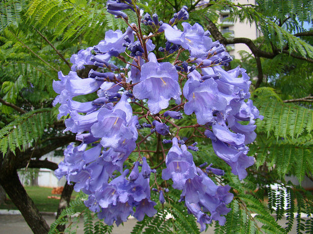 Purple Flower Jacaranda (Jacaranda Mimosifolia) Bonsai Seeds