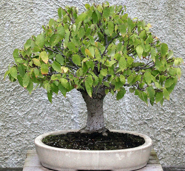 japanese zelkova bonsai tree Japanese Zelk (Zelkova Serrata) Bonsai Seeds – The Bonsai Tool & Supply Company of Canada