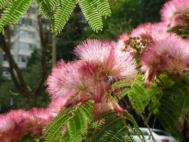 Pink Flower Mimosa Sensitive (Mimosa Pudica) Bonsai Seeds