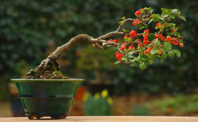 japanese bonsai tree seeds Six Variety Pack of Japanese Bonsai Tree Seeds – The Bonsai Tool & Supply Company of Canada