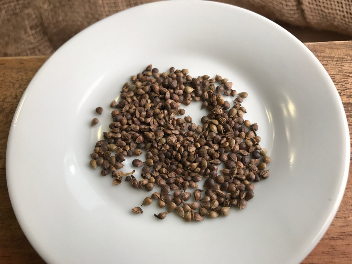 Korean Hornbeam (Carpinus Turczaninowii) Bonsai Seeds