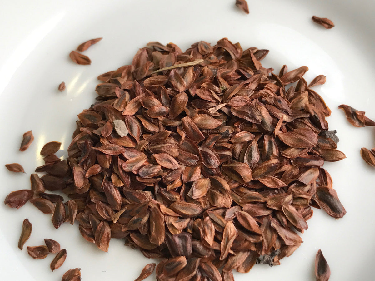 Cedar (Cryptomeria Japonica) Bonsai Seeds – The Bonsai Tool & Supply  Company of Canada
